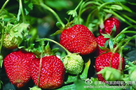 军垦草莓节
